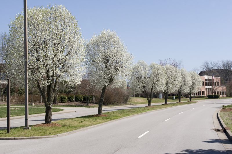 Bradford Pear Tree Removal