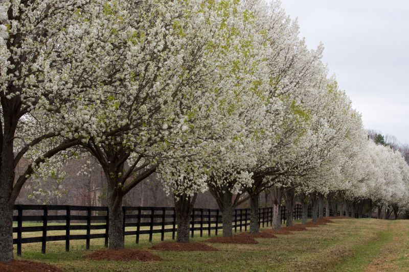 Bradford Pear Tree Removal