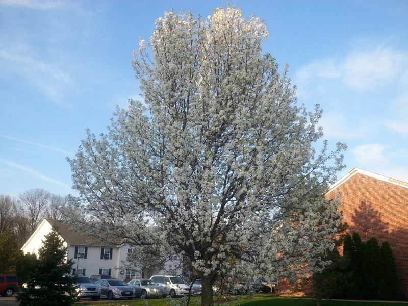Bradford Pear Tree Removal