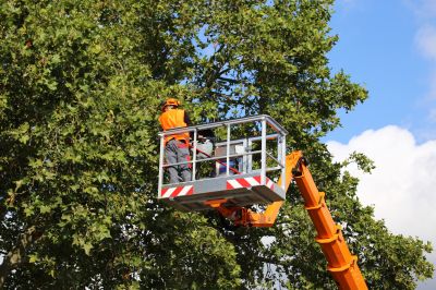 Bradford Pear Tree Removal
