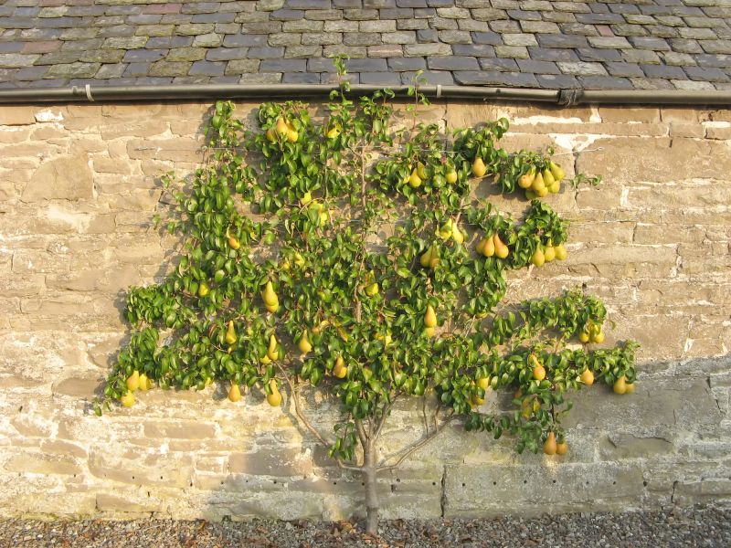Bradford Pear Tree Removal