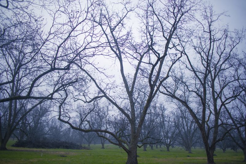 Bradford Pear Tree Removal