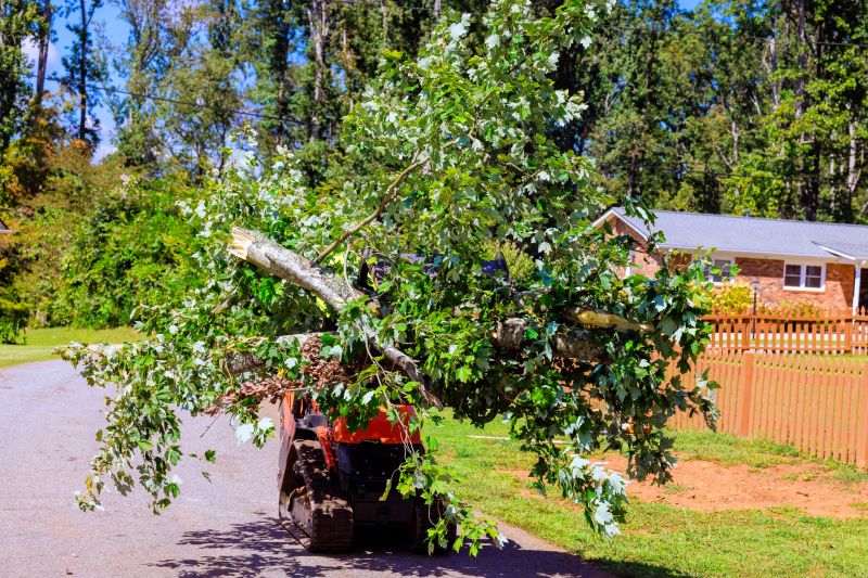 Bradford Pear Tree Removal