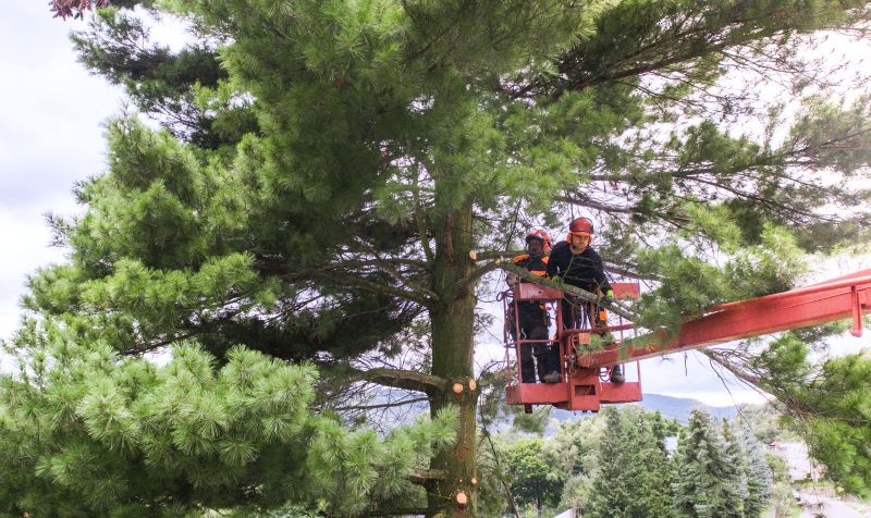 Bradford Pear Tree Removal