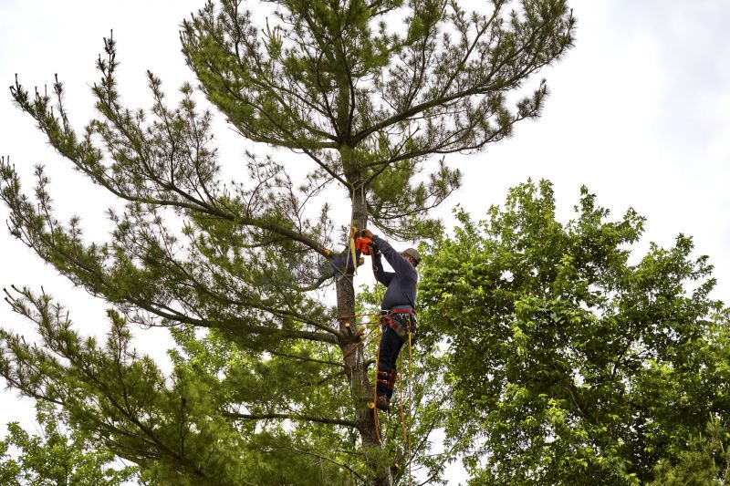 Cypress Tree Removal in Duluth, MN
