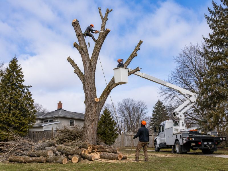 Emergency Tree Removal in Montgomery County, PA