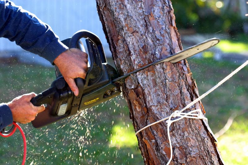 Hickory Tree Removal in Reno, NV