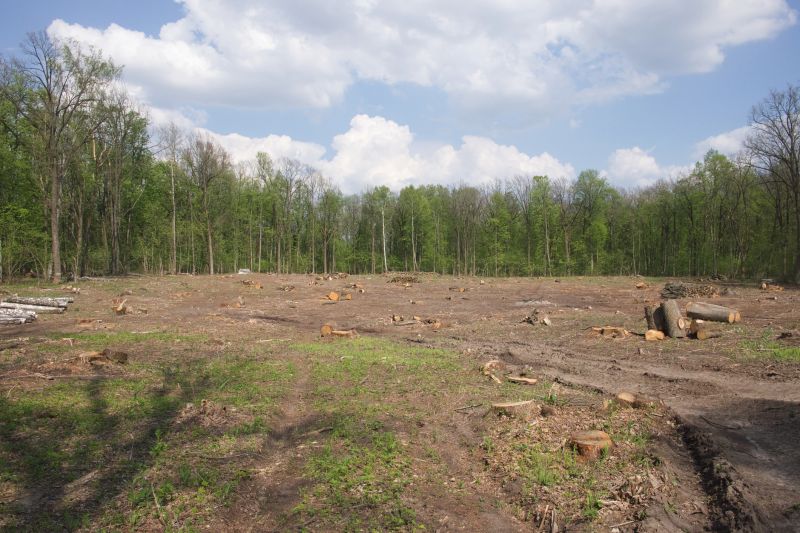 Bushes Clearing in Gwinnett County, GA