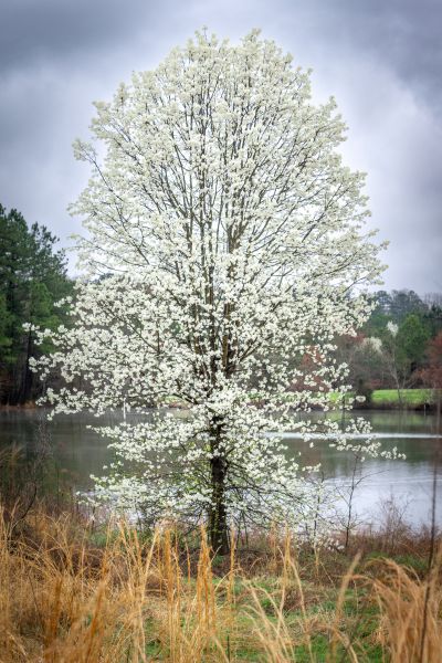 bradford-pear-removal.jpg